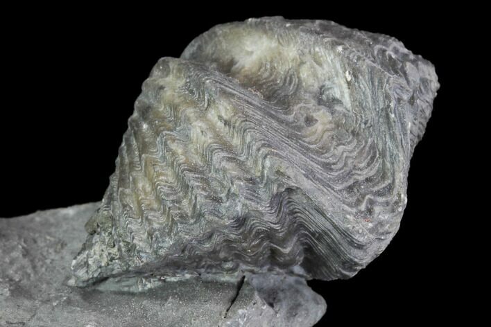 Brachiopod (Mucrospirifer) Fossil - Windom Shale, NY #95949